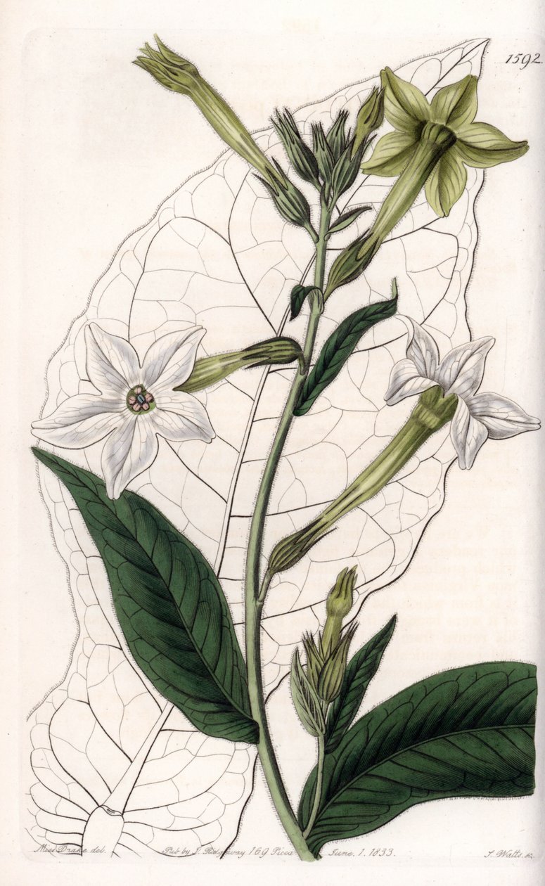 Tabacco alato o tabacco ornamentale da Sydenham Teast Edwards