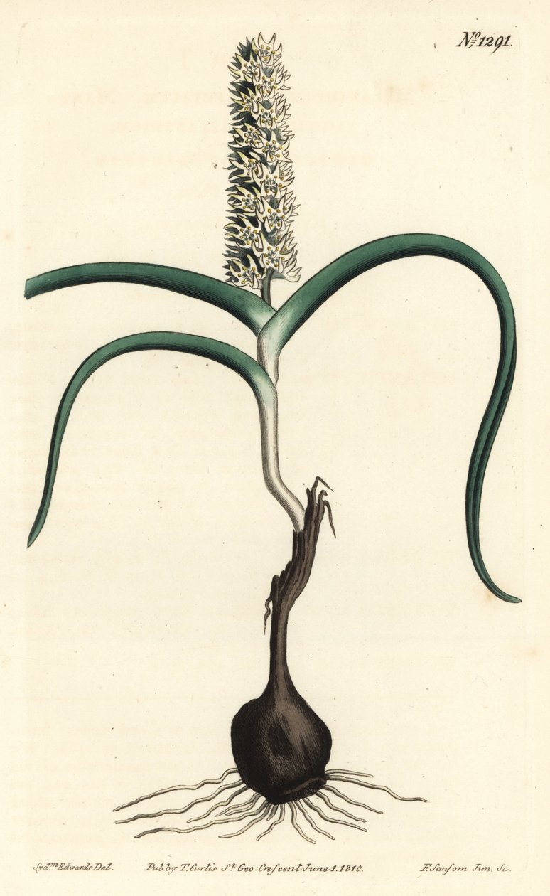 Wurmbea monopetala (Melanthium a molti fiori, Melanthium monopetalum) da Sydenham Teast Edwards