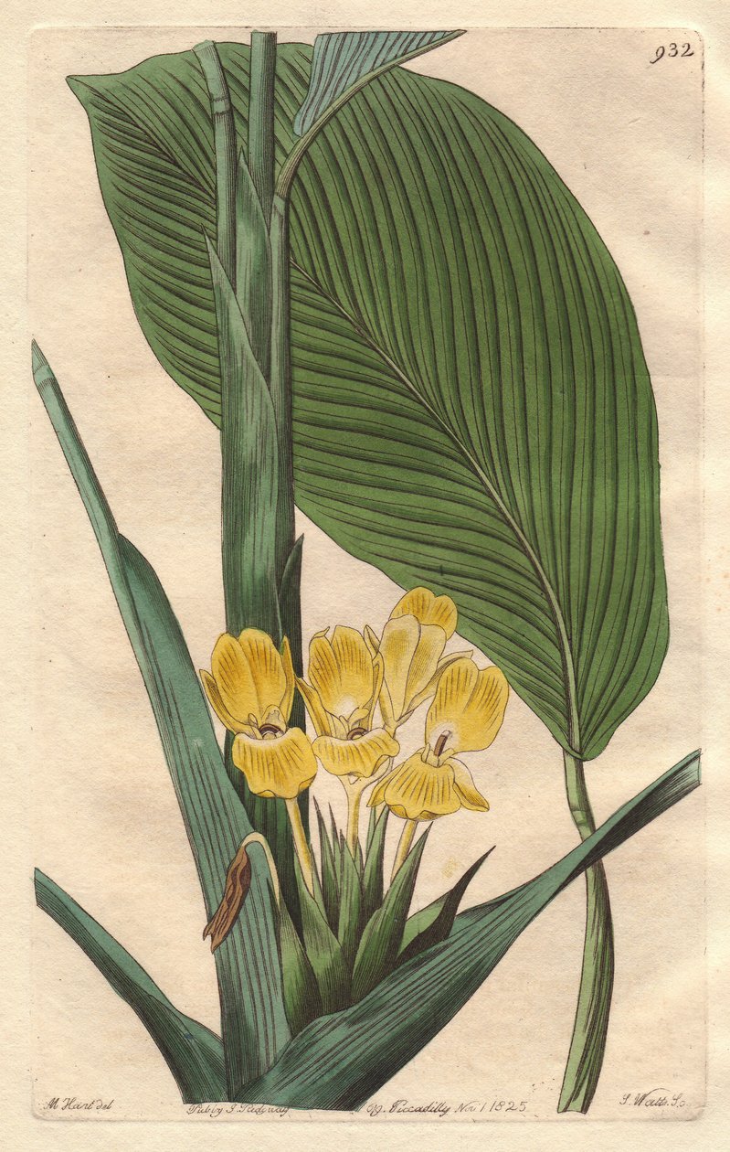 Calathea a fiori gialli, nativa del Brasile - S. Watts acqua forte da un