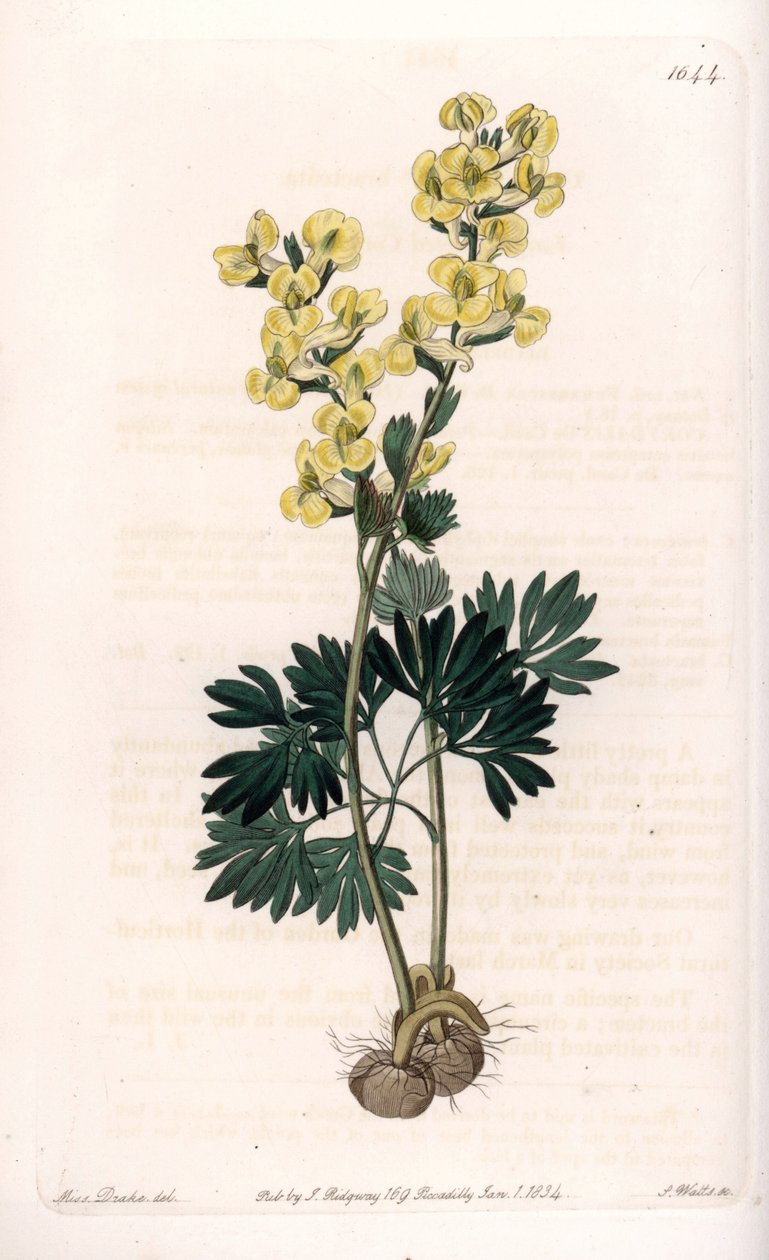 Corydale a fiore giallo Variete da Sydenham Teast Edwards