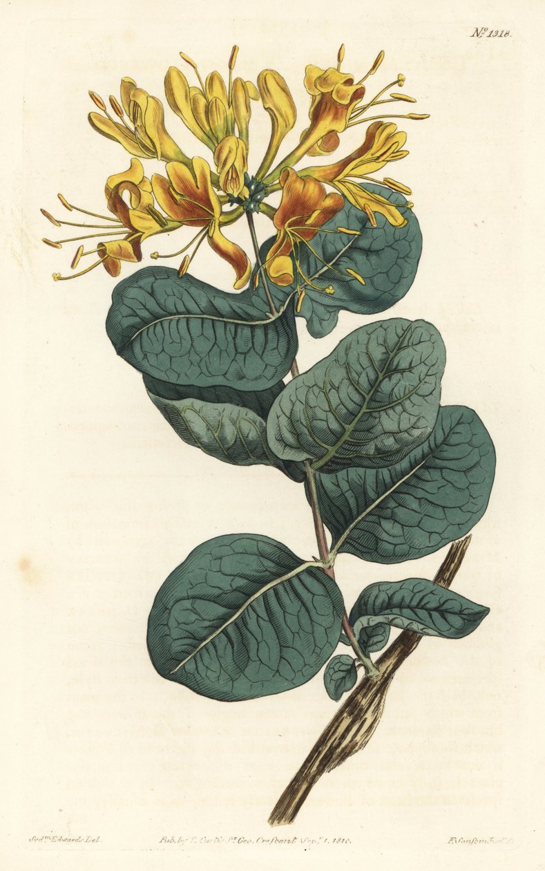 Caprifoglio a fiori gialli, Lonicera flava da Sydenham Teast Edwards