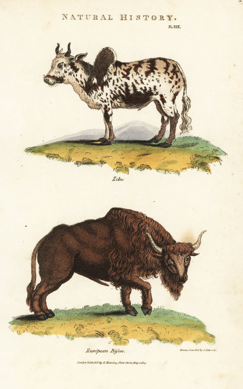 Zebu e bisonte - Zebu, Bos indicus, e bisonte europeo, Bison bonasus da Sydenham Teast Edwards