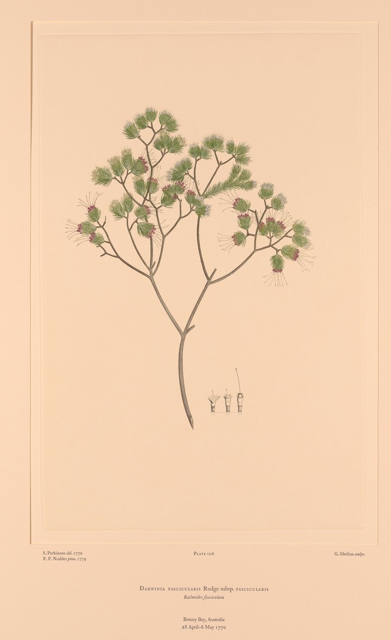 Florilegium di Banks Tavola 106 Darwinia Fascicularis da Sydney (after) Parkinson