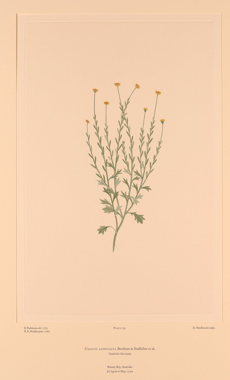 Florilegium di Banks Tavola 159 Calotis Lappulacea da Sydney (after) Parkinson