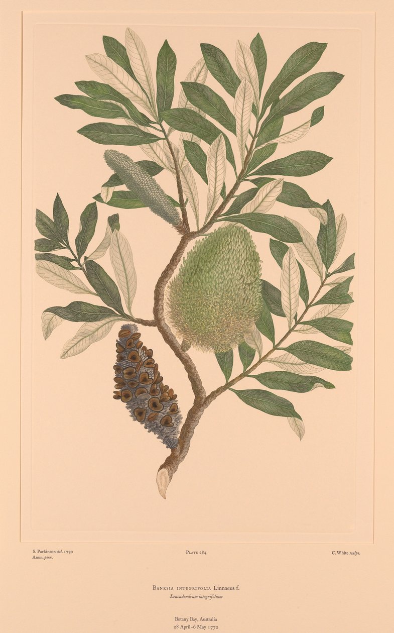 Florilegium di Banks, Tavola 284 Banksia Integrifolia da Sydney (after) Parkinson