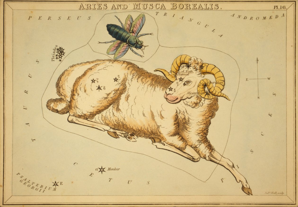 Ariete e Musca Borealis, illustrazione da 