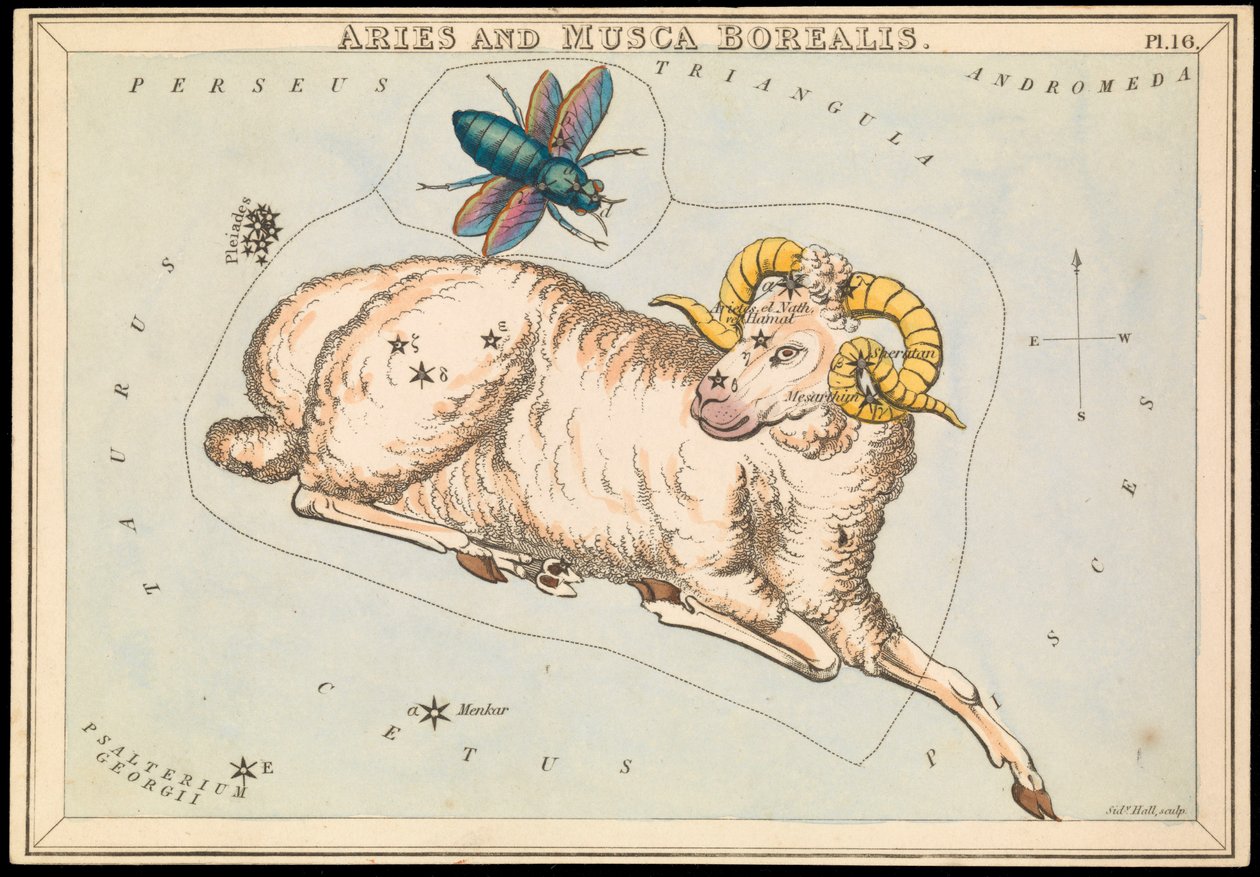 Ariete e Musca borealis, c.1825 da Sydney Hall