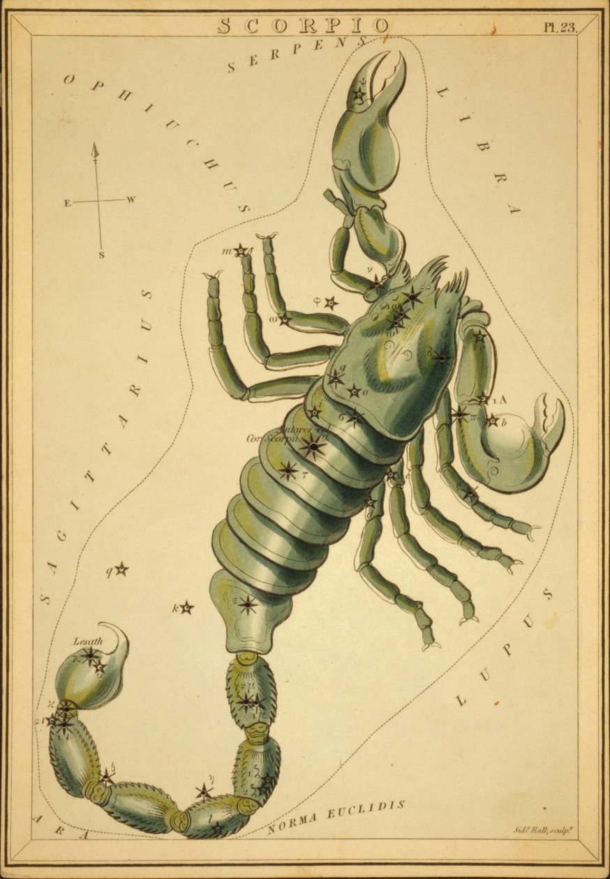 Scorpione, illustrazione da 