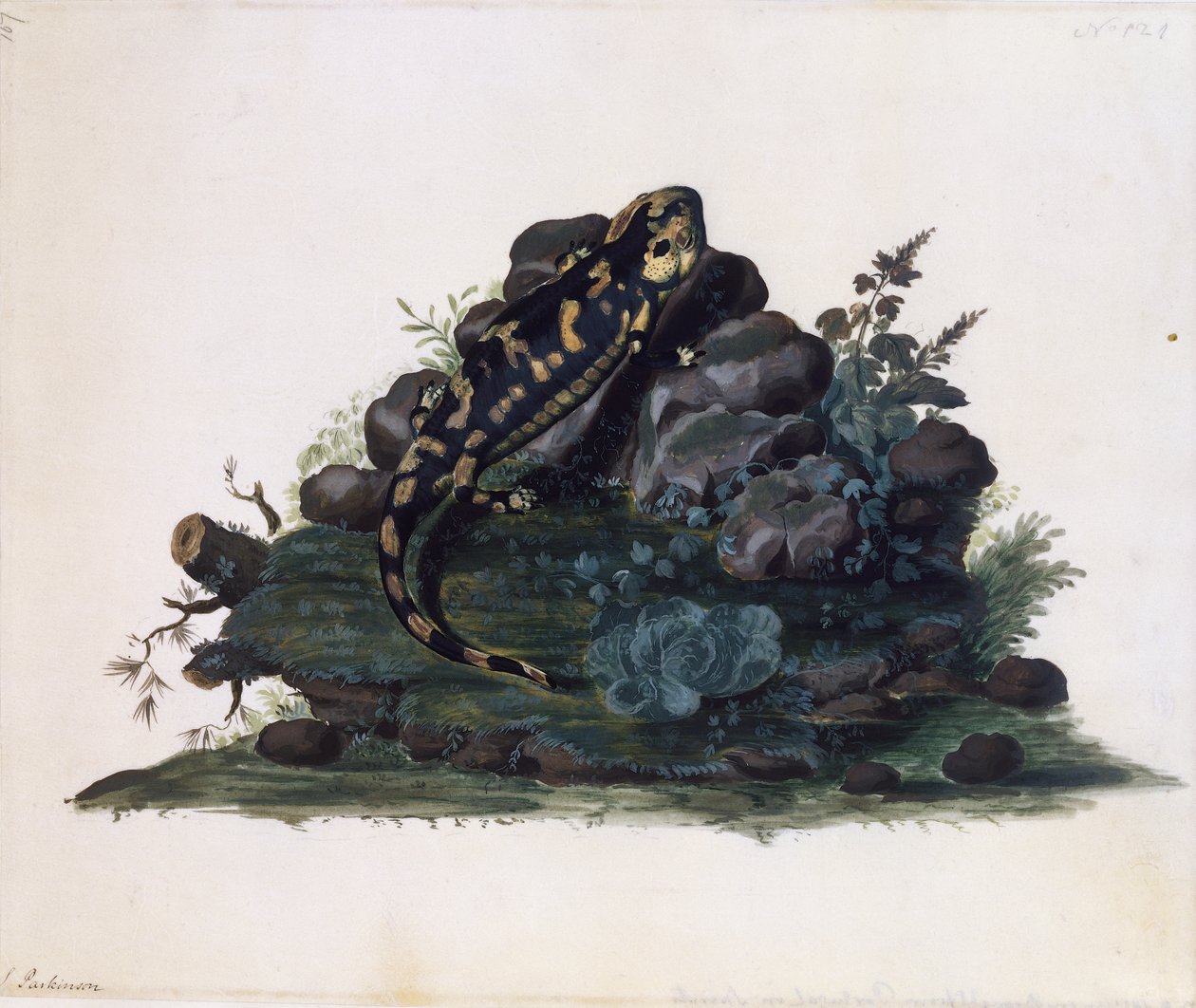 Salamandra, acquerello di Sidney Parkinson (ca 1745-1771), Regno Unito da Sydney Parkinson