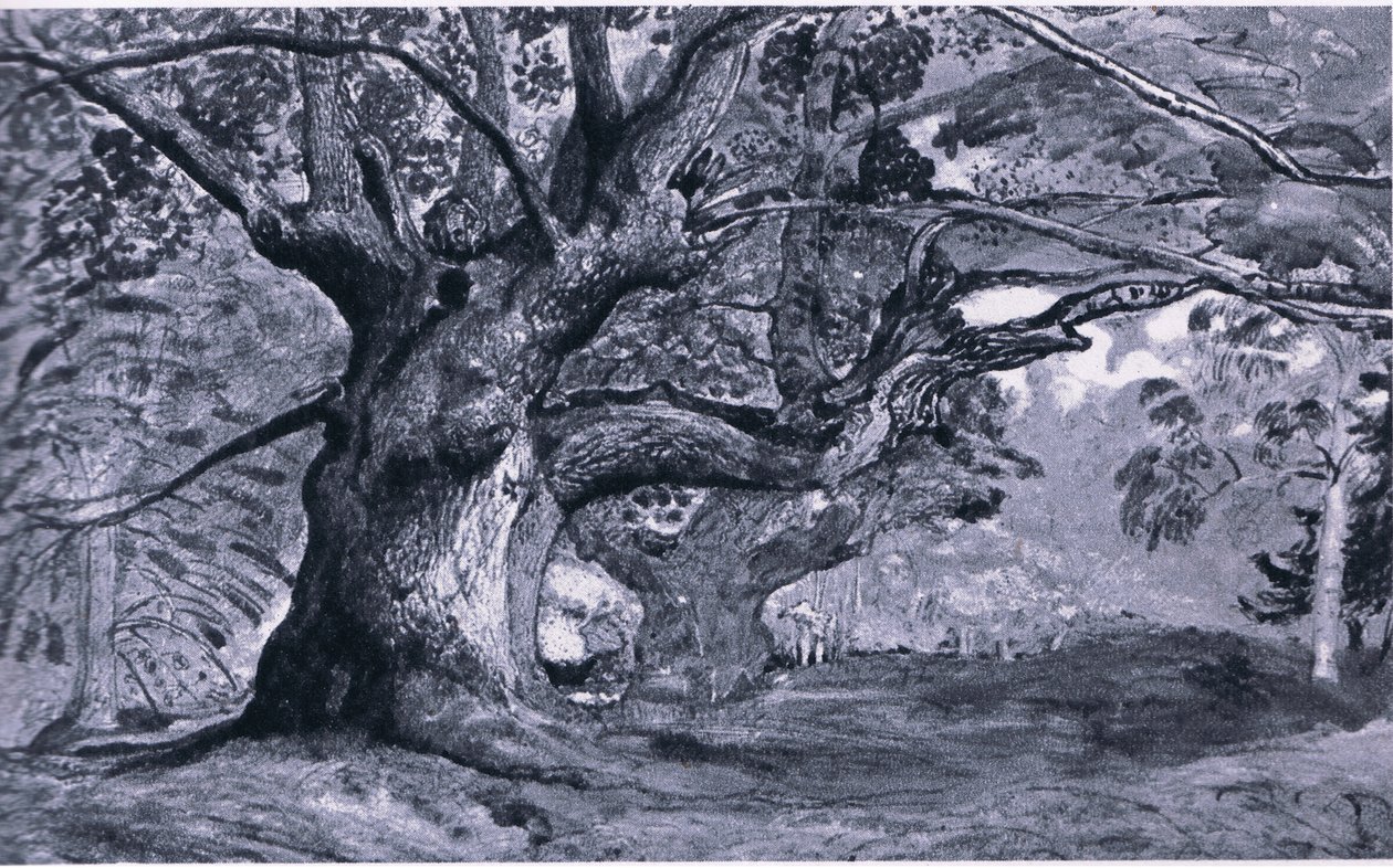 La quercia di Panshanger, Hertfordshire, Natura in Gran Bretagna pubblicata da Collins, 1946 da T. Medland