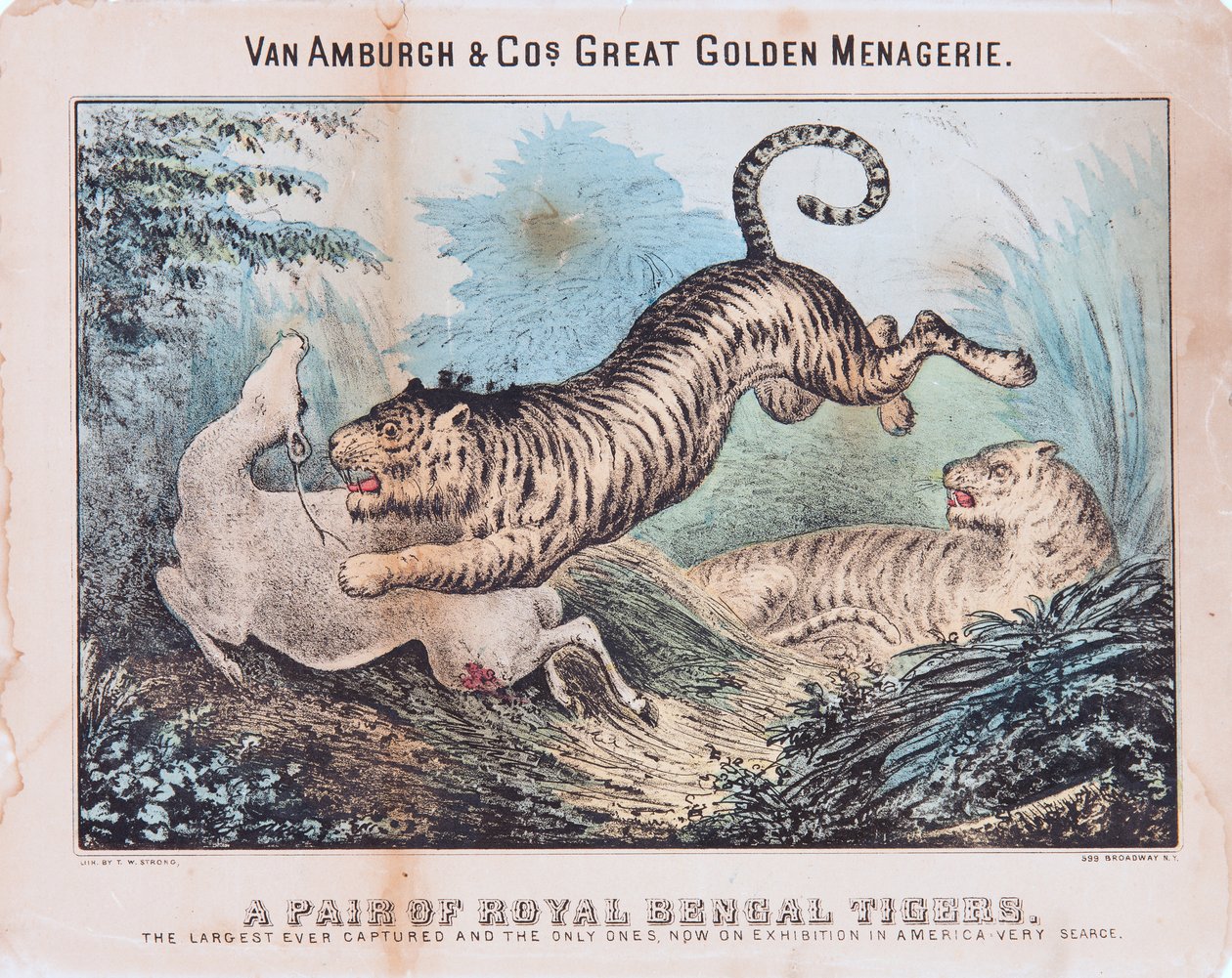 Una coppia di tigri del Bengala reale da T. W. Strong