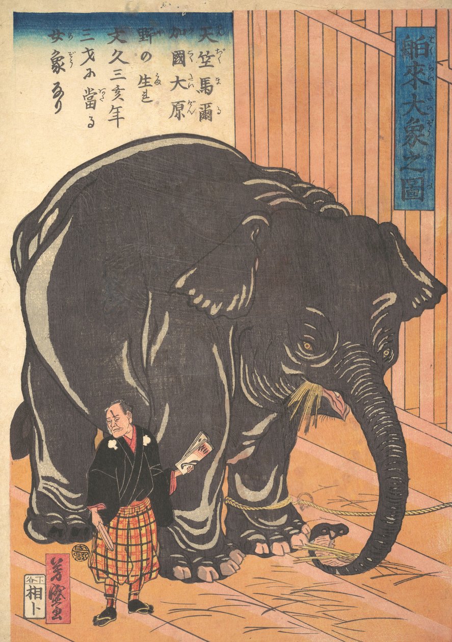 Vista del grande elefante importato, 1863 da Taguchi Yoshimori