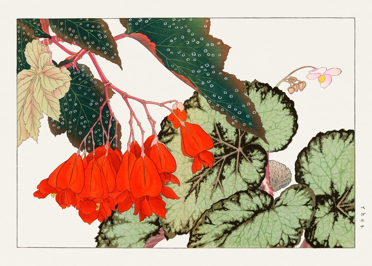 Fiore di Begonia Cracklin Rosie da "Seiyou Sokazufu". da Tanigami Konan