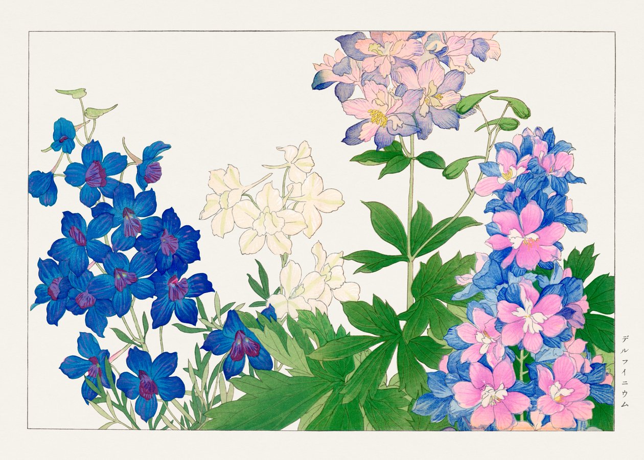 Fiore di delphinium da "Seiyou Sokazufu da Tanigami Konan