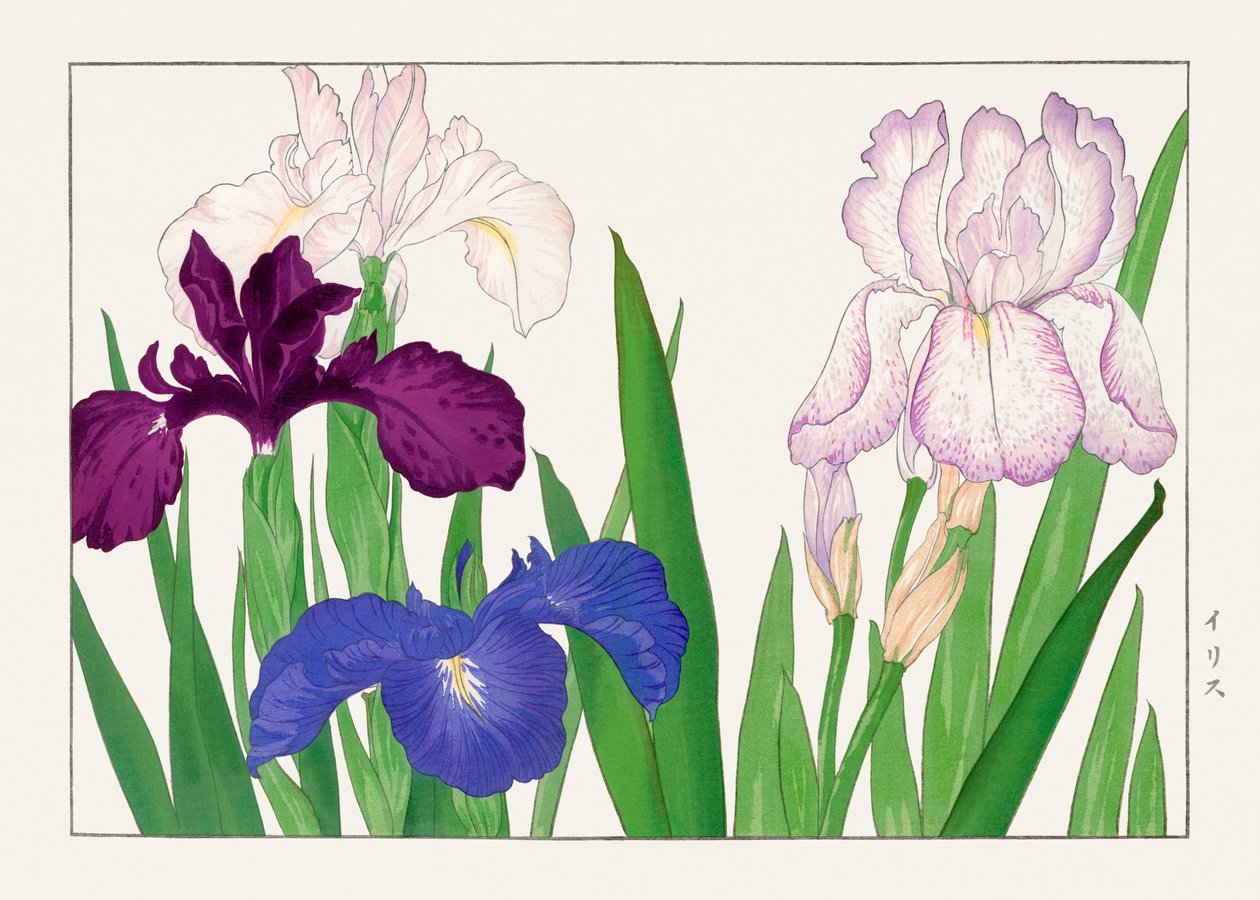 Fiore di giaggiolo da "Seiyou Sokazufu da Tanigami Konan