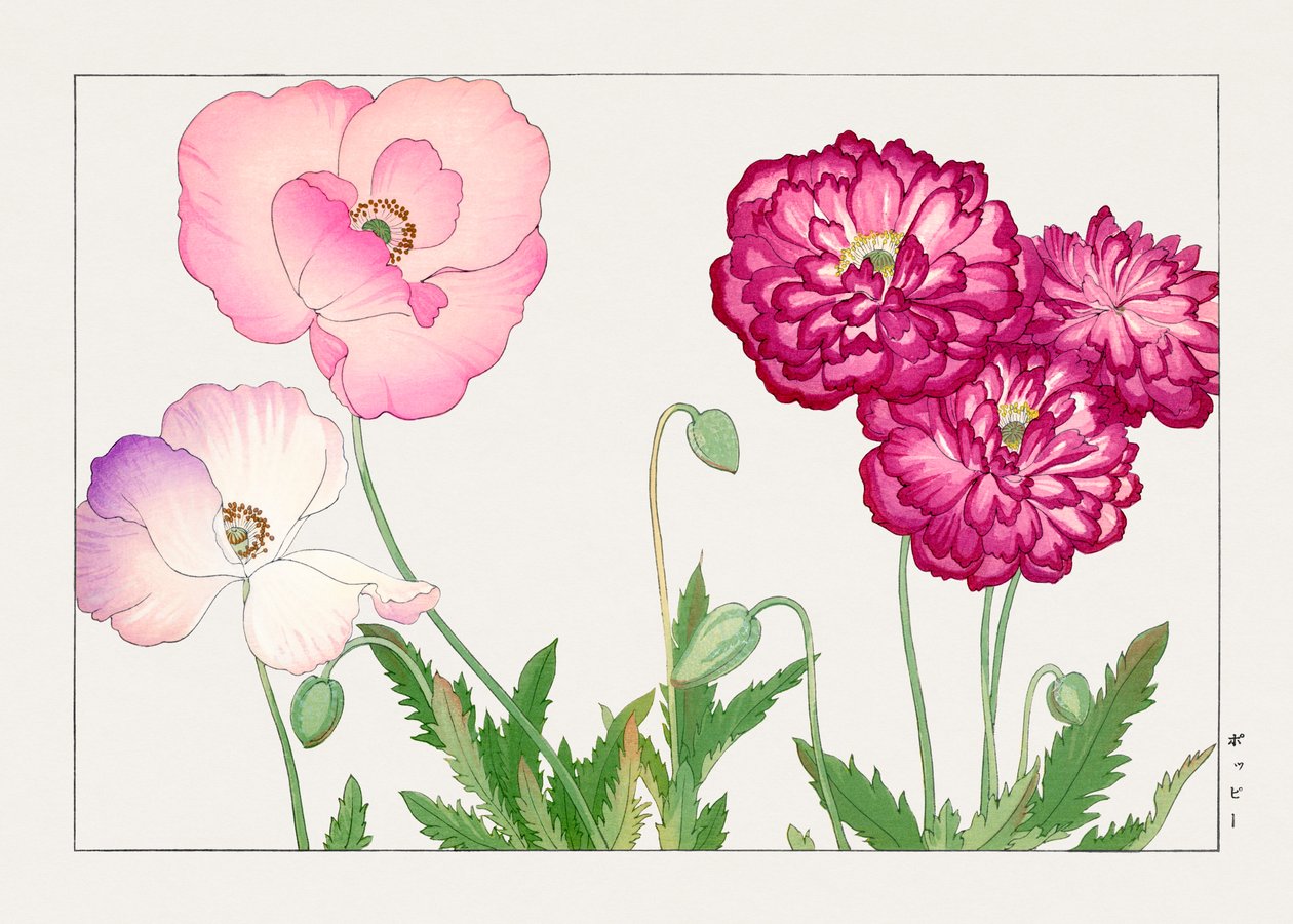 Fiore di papavero d