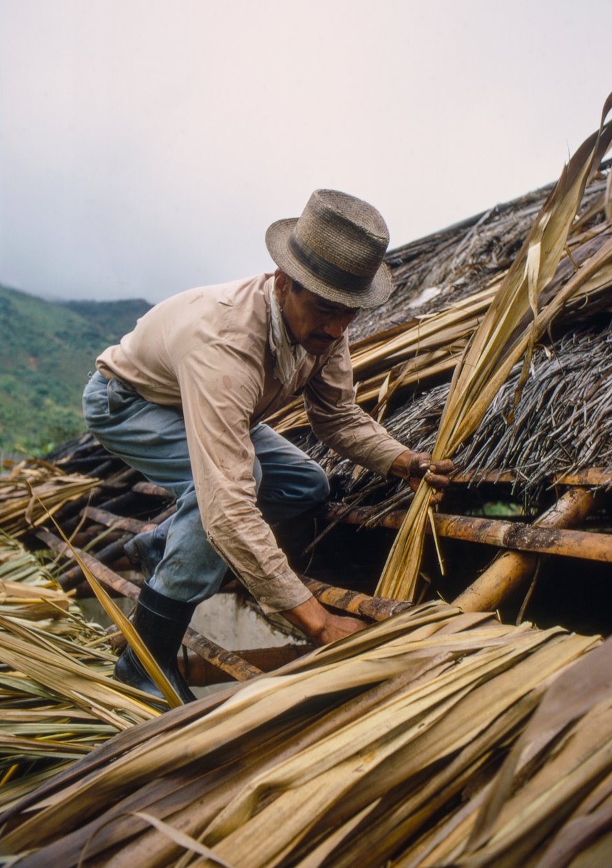 Un contadino colombiano copre il tetto con foglie di canna da zucchero, vicino a Pamira, Colombia da Ted Spiegel