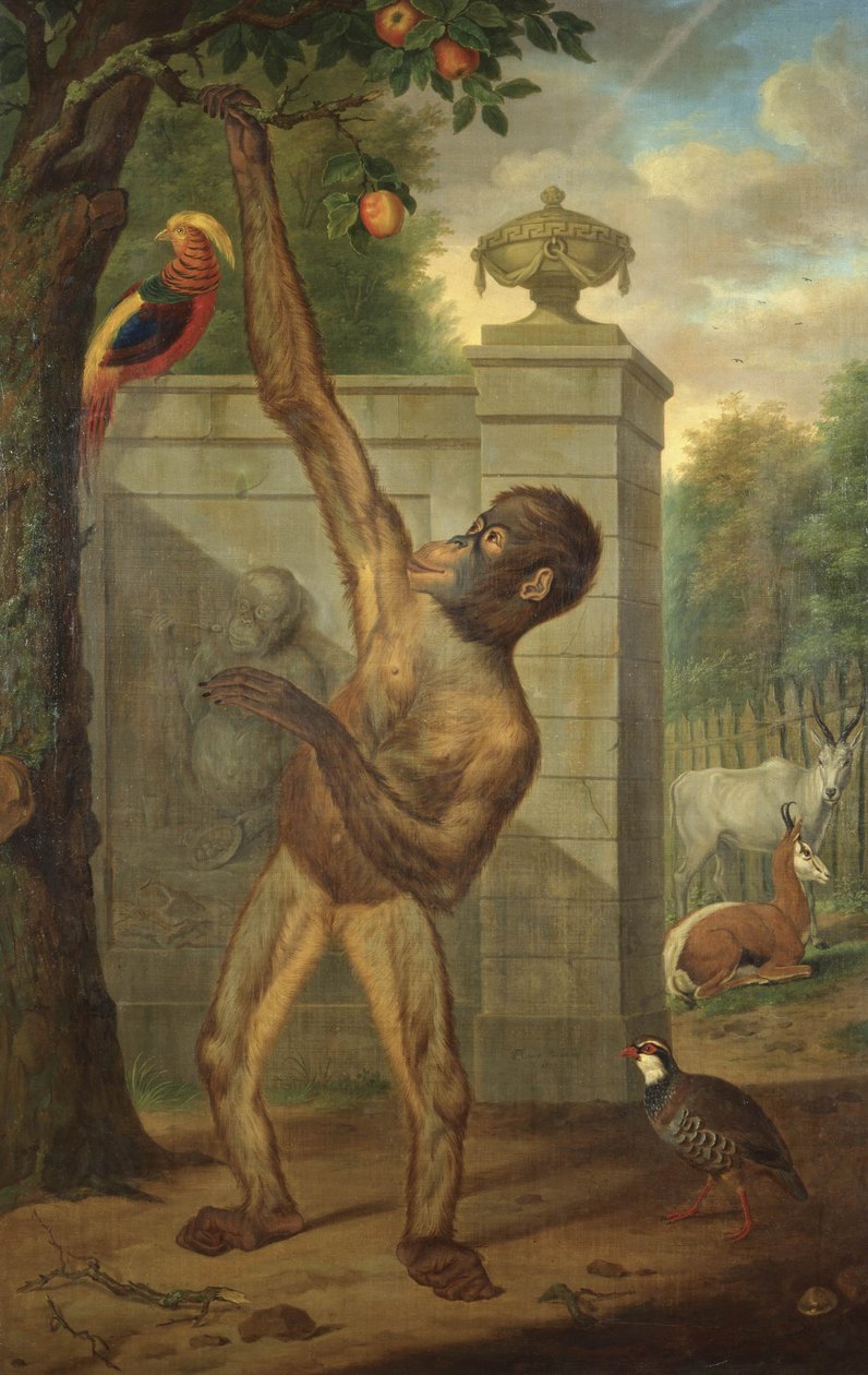 Orangutan dello zoo di Stadholder Willem V, mentre raccoglie una mela da Tethart Philipp Christian Haag
