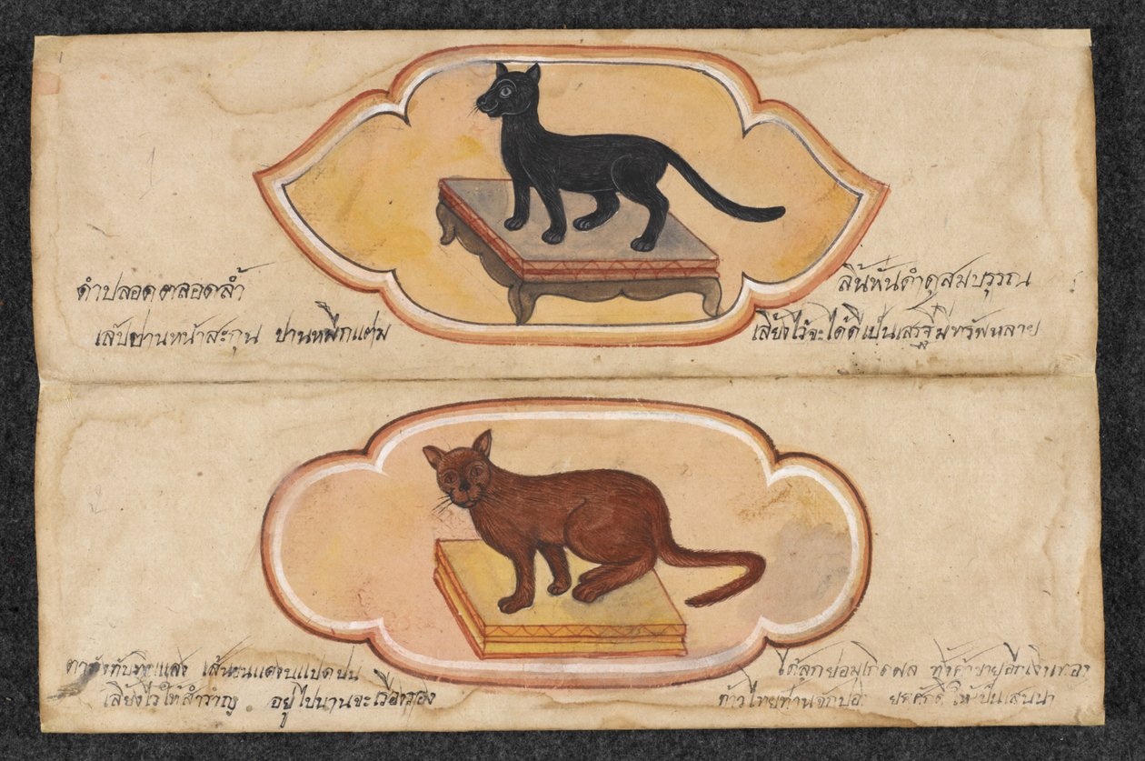 Gatti siamesi, Fol. 1: due gatti fortunati per sostenere gli affari e l
