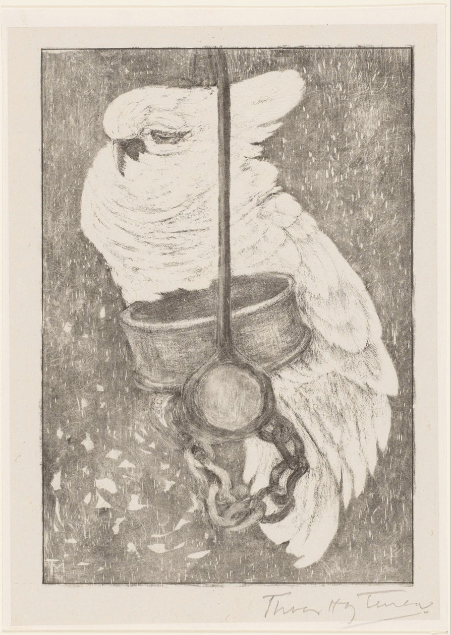 Cacatua bianco da Theo van Hoytema (signed by artist)
