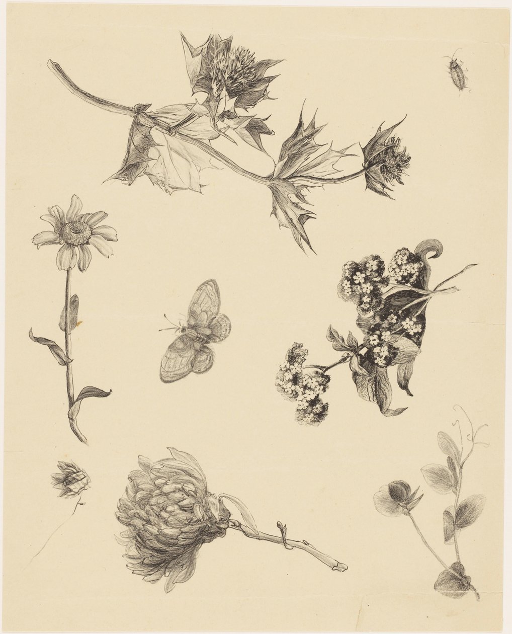 Fiori e foglie da Theo van Hoytema
