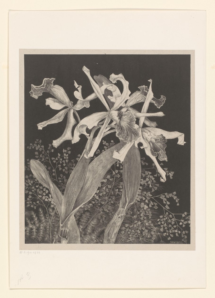 Orchidee da Theo van Hoytema