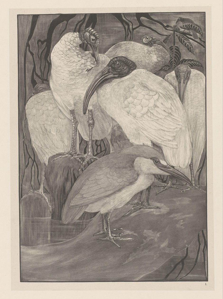 Cinque ibis e un airone da Theo van Hoytema