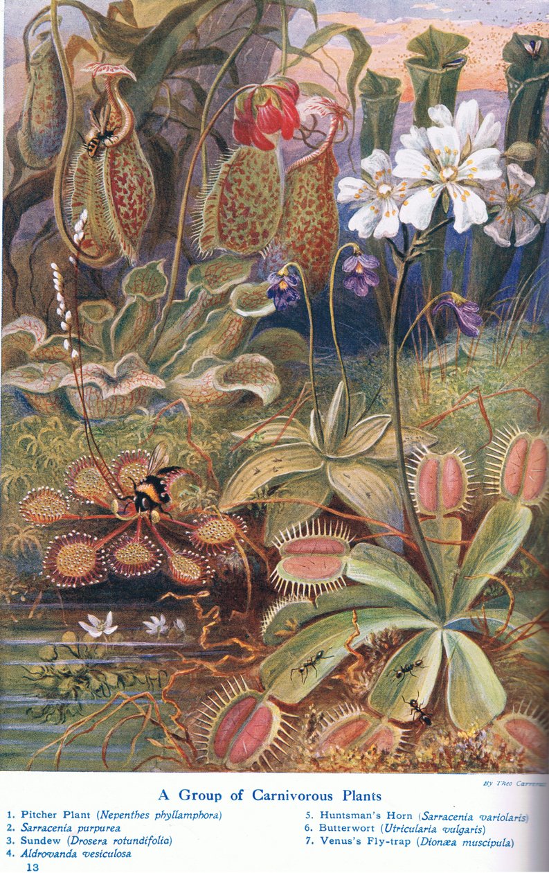 Piante carnivore, illustrazione da 