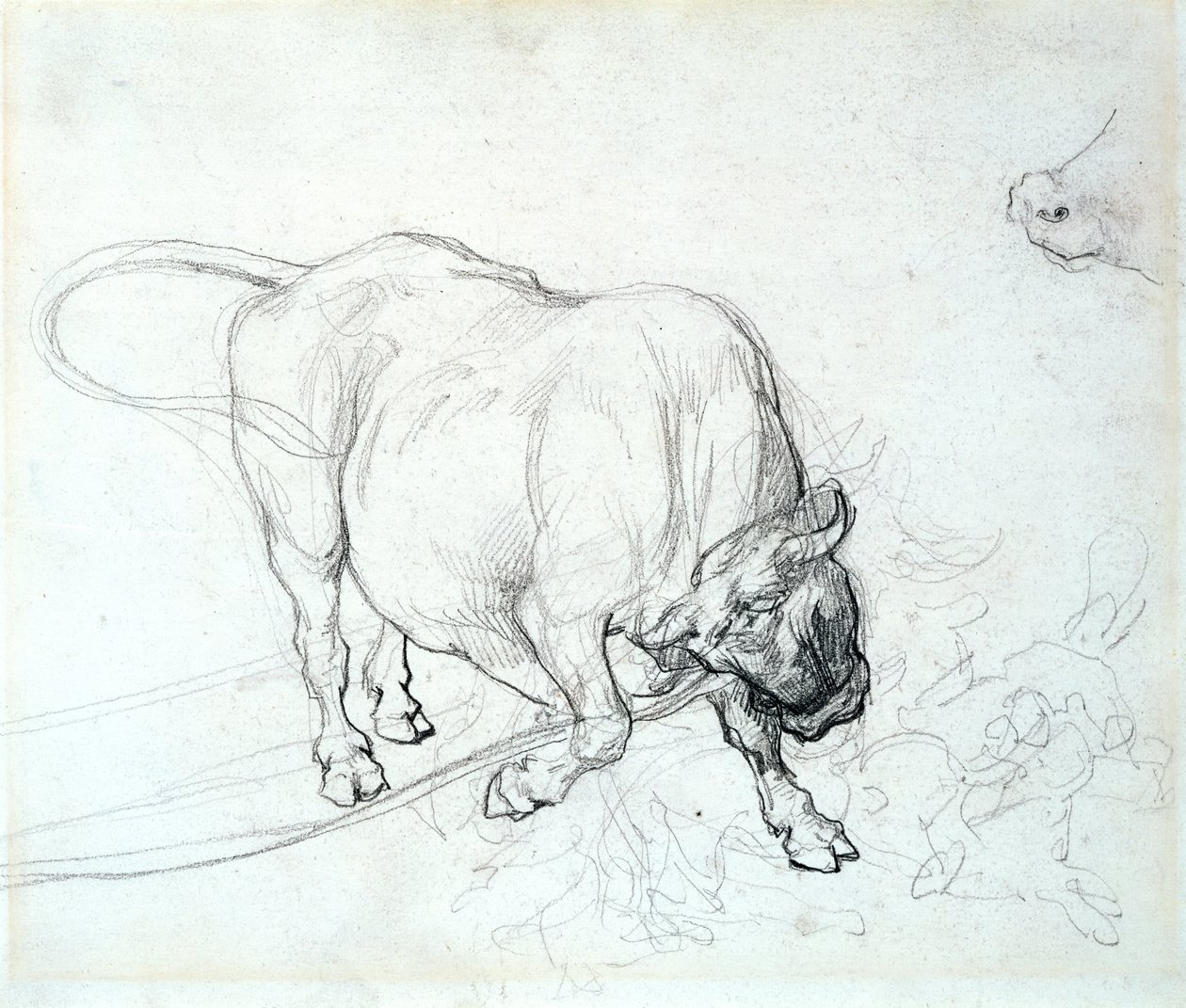 Studio di un toro da Theodore Gericault