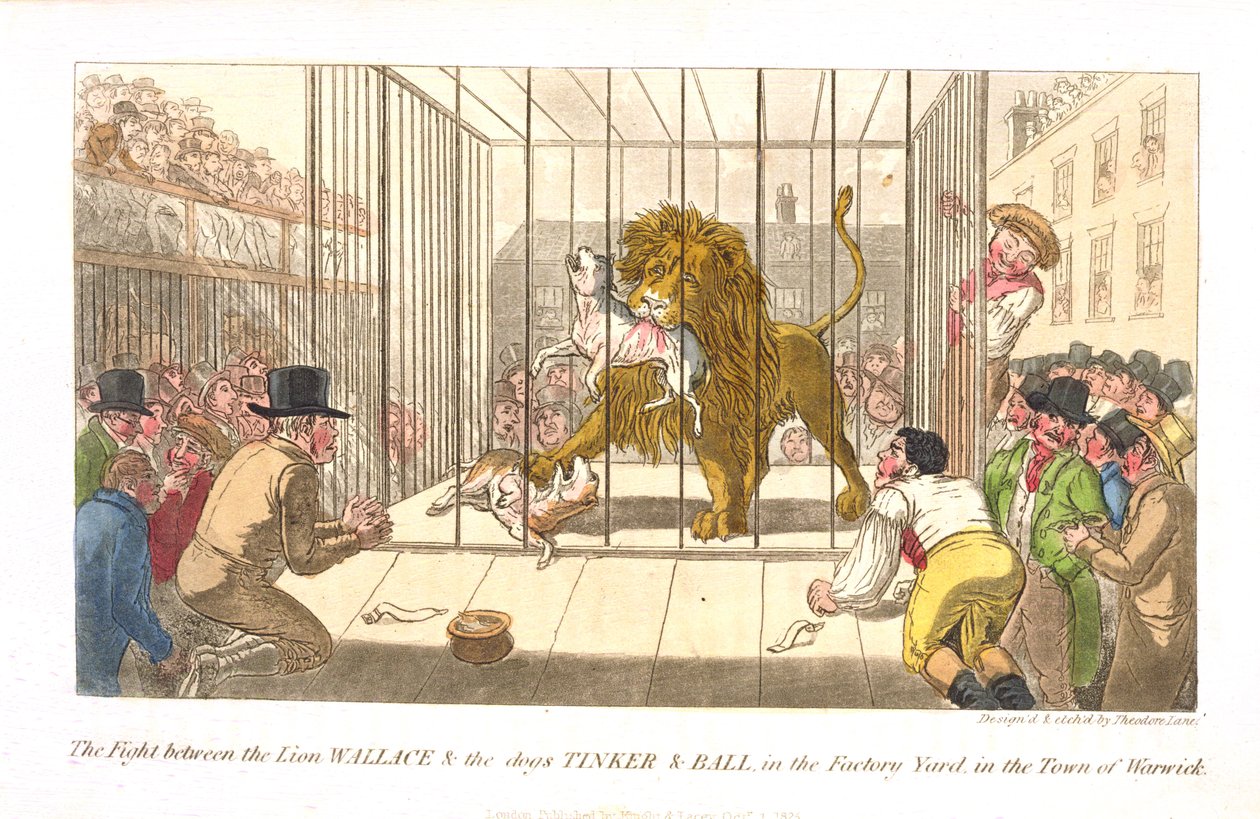 La Lotta tra il Leone Wallace e i Cani Tinker e Ball nel Cortile della Fabbrica nella Città di Warwick, da 