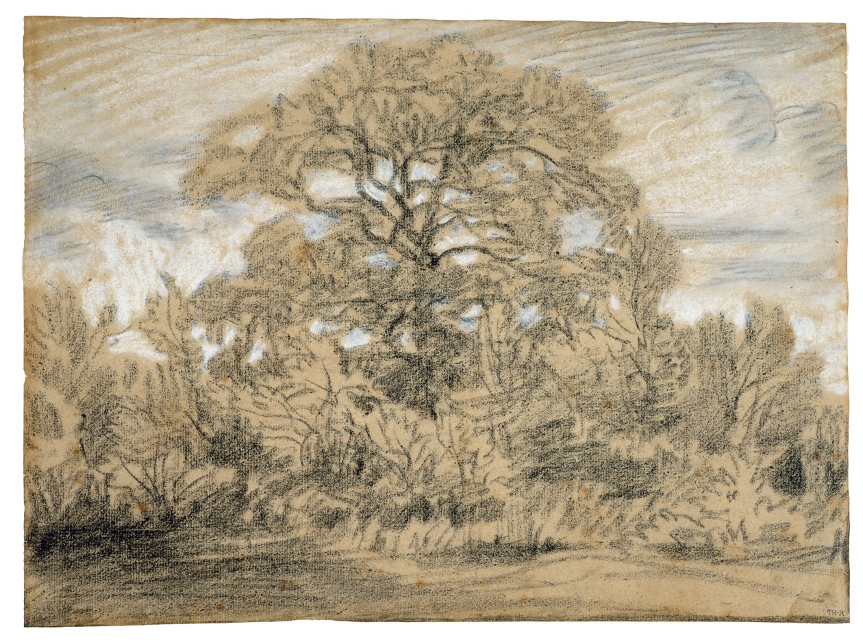Studio di una quercia, c.1862 da Pierre Etienne Theodore Rousseau