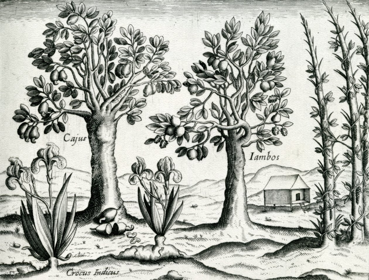 Paesaggio, illustrazione da 