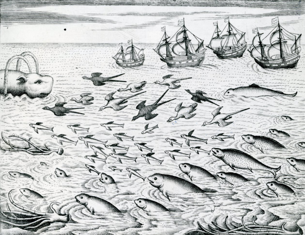 Marina, Illustrazione da 