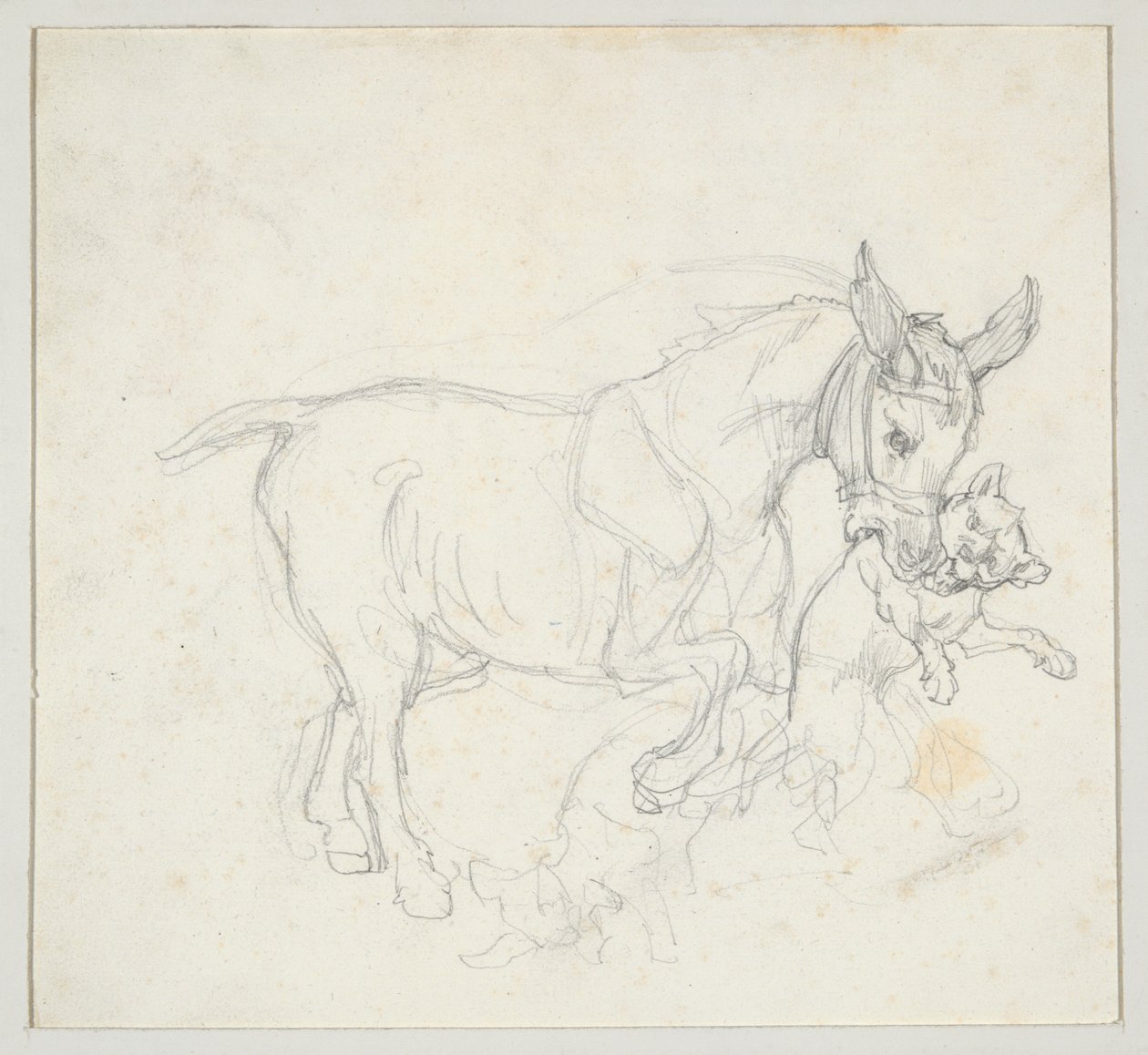 Asino con un cane in bocca (recto); Studio di cervo inseguito dai cani, testa di cerva (verso) da Theodore Gericault