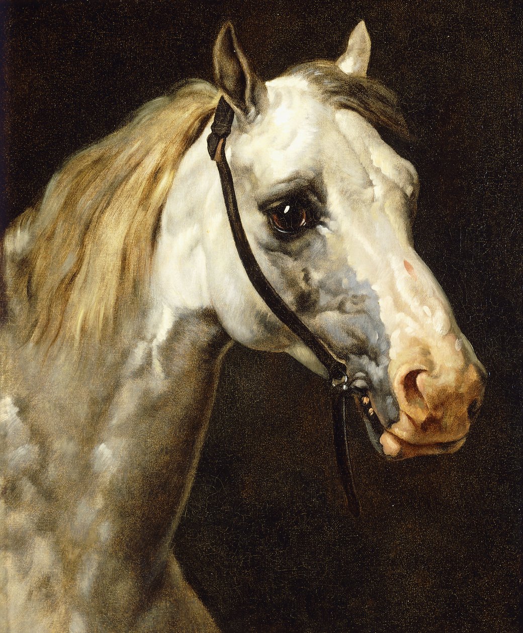 Testa di un cavallo pezzato da Theodore Gericault