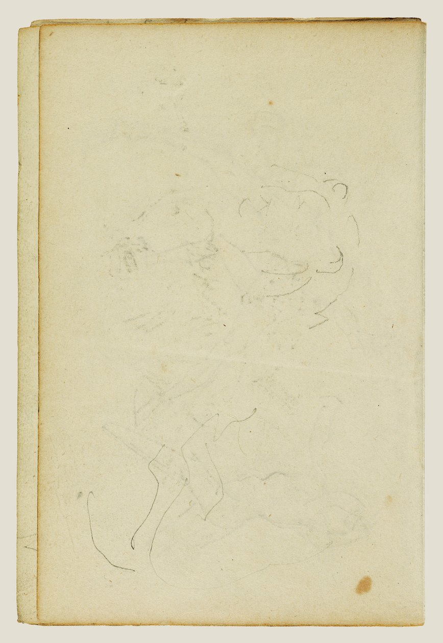 Schizzi della testa e delle zampe posteriori di un leone da Theodore Gericault