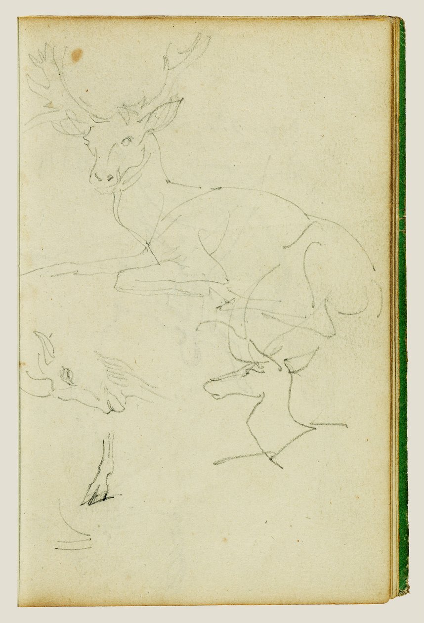 Studi su un cervo seduto, un cerbiatto e una testa di capra da Theodore Gericault