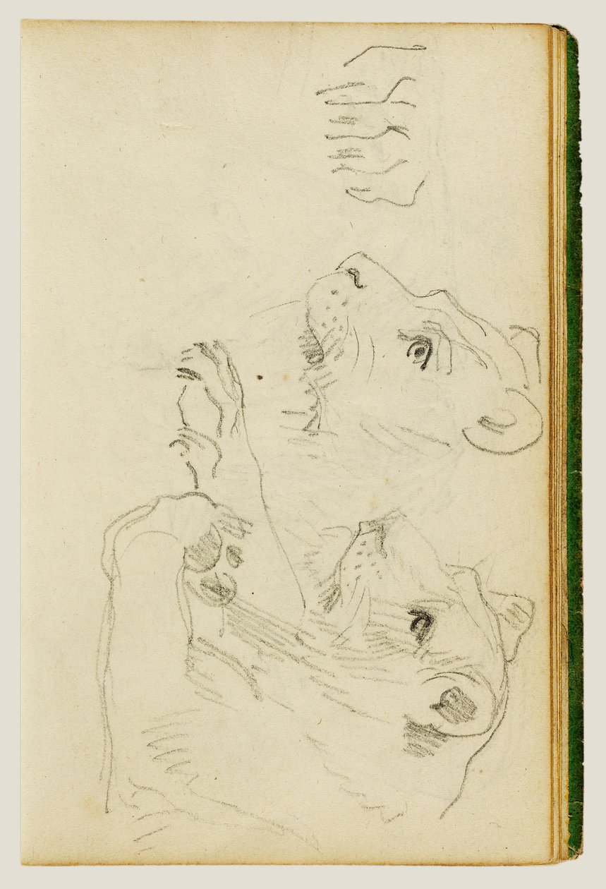 Studi sulla testa e sulle zampe anteriori di una leonessa da Theodore Gericault