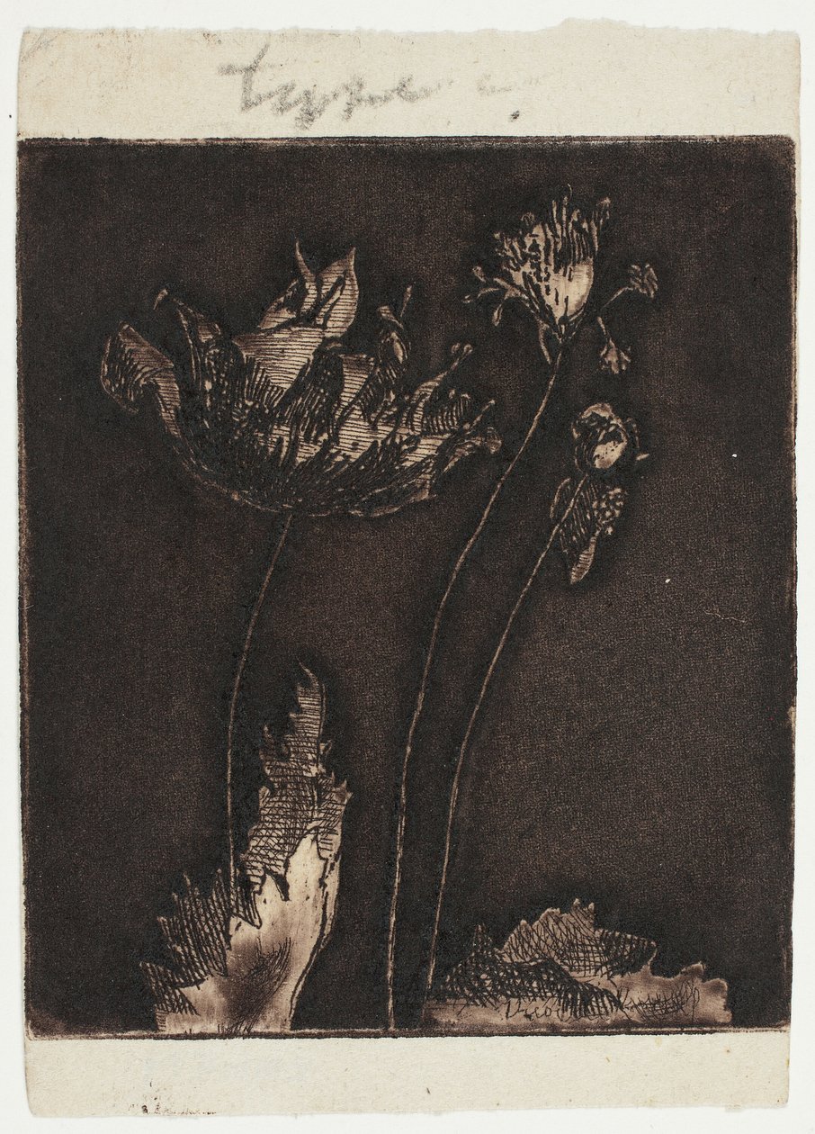 Ultimi papaveri da Theodore Roussel