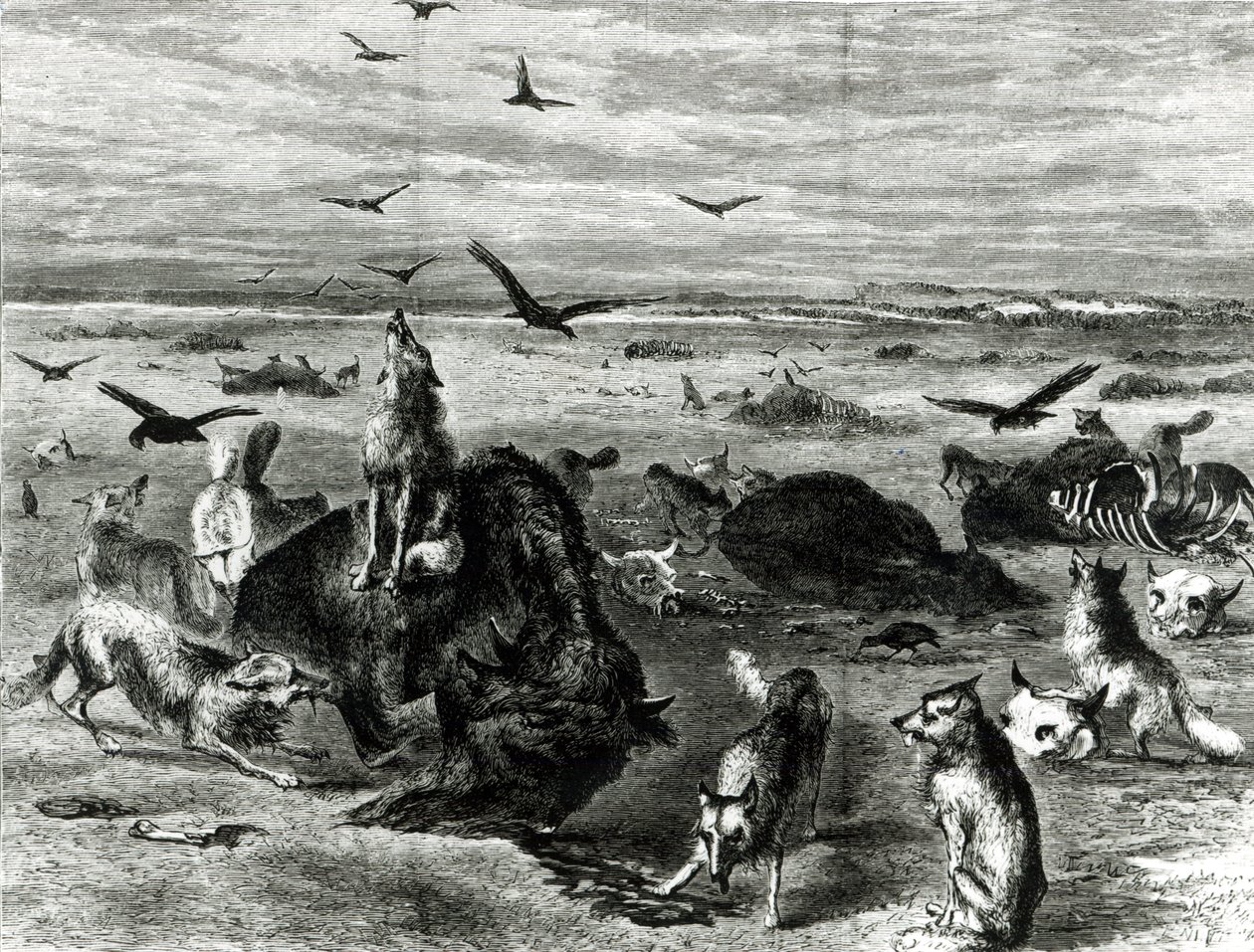 Massacro di bufali nelle pianure, da Harpers Weekly 1872 da Theodore Russell Davis
