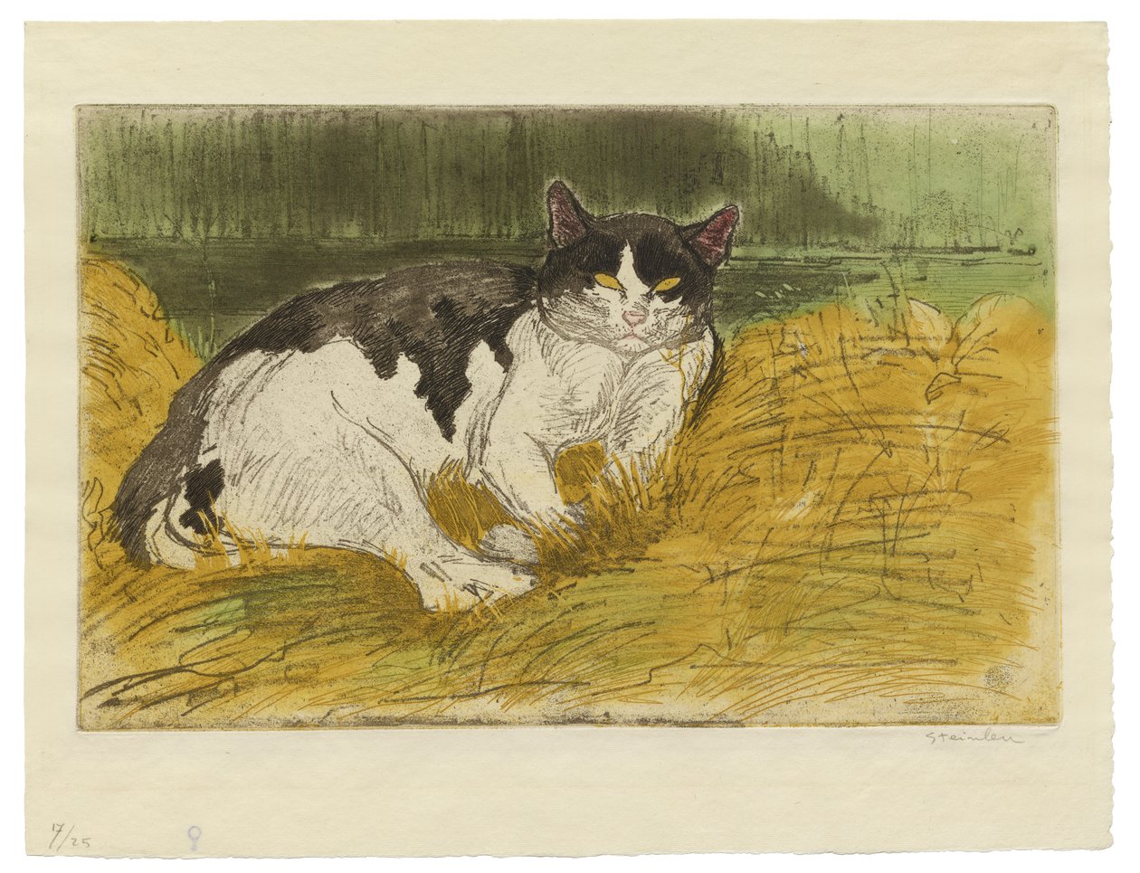 Vecchio gatto bianco e nero nell