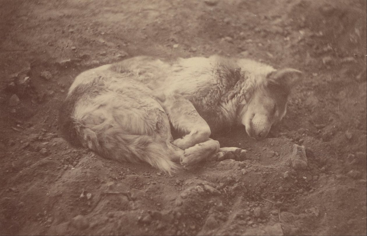 Cane che dorme da Théodule Devéria