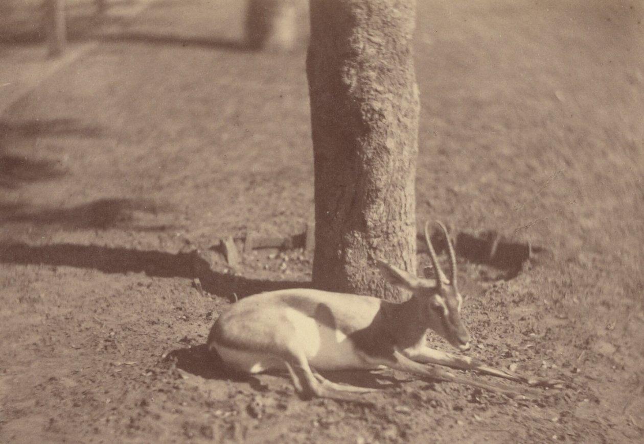 [Gazzella sdraiata contro un albero] da Théodule Devéria