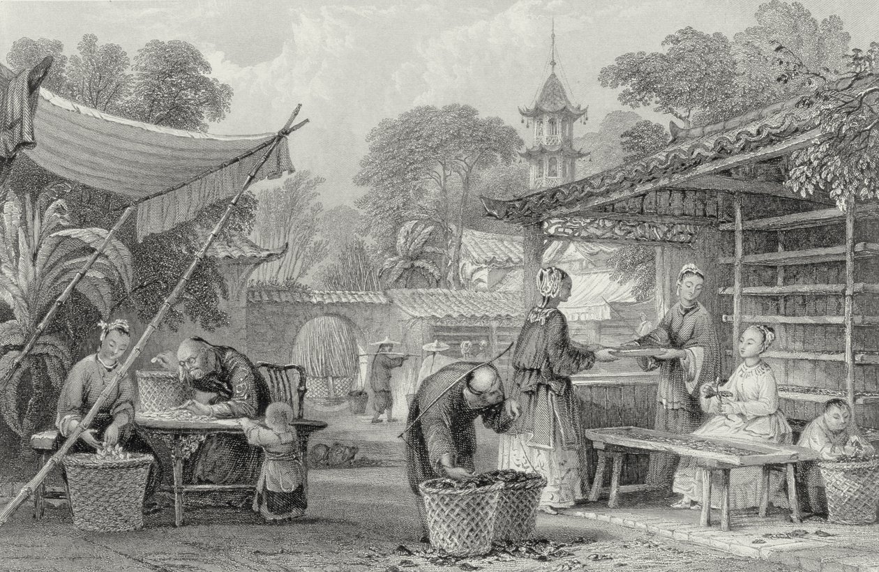 Nutrire i Bachi da Seta e Selezionare i Bozzoli, inciso da A. Willmore da Thomas Allom