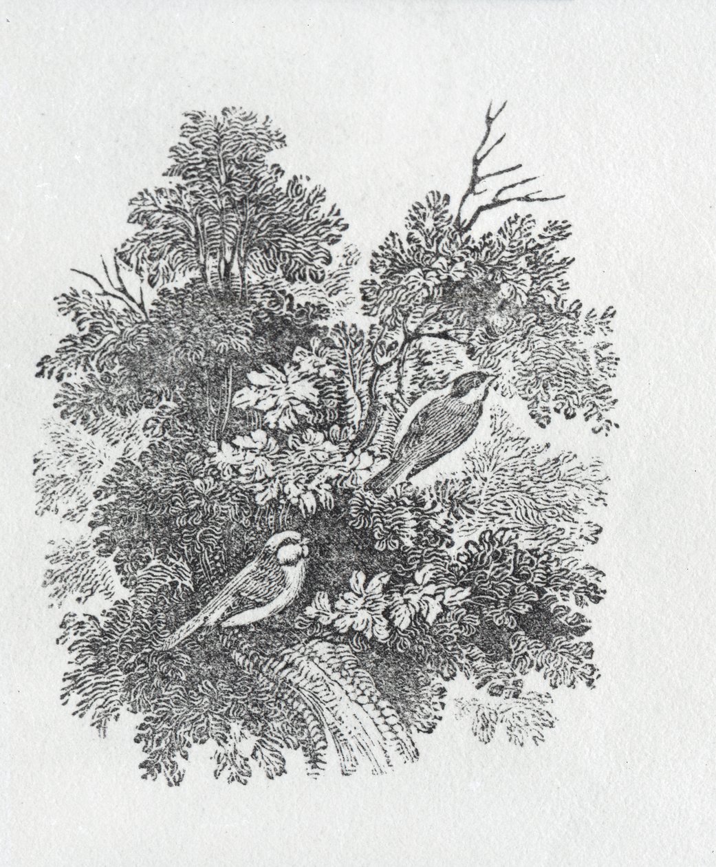Cincia dal lungo codino da Storia degli uccelli e quadrupedi britannici da Thomas Bewick