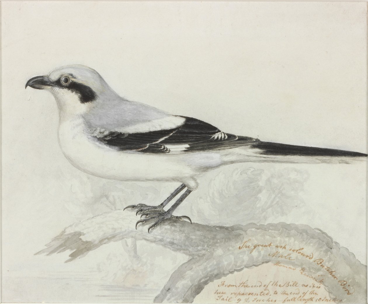 Il grande uccello macellaio color cenere da Thomas Bewick