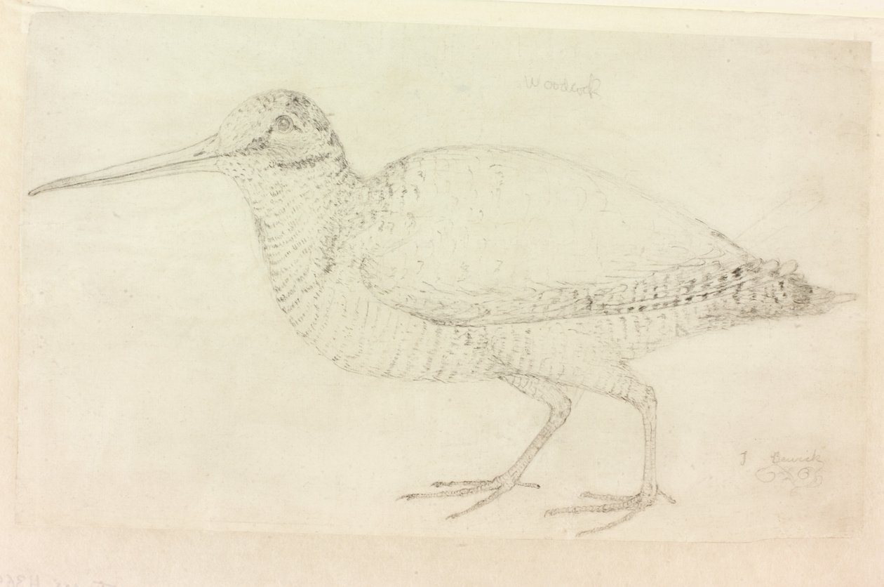 Il beccaccino da Thomas Bewick