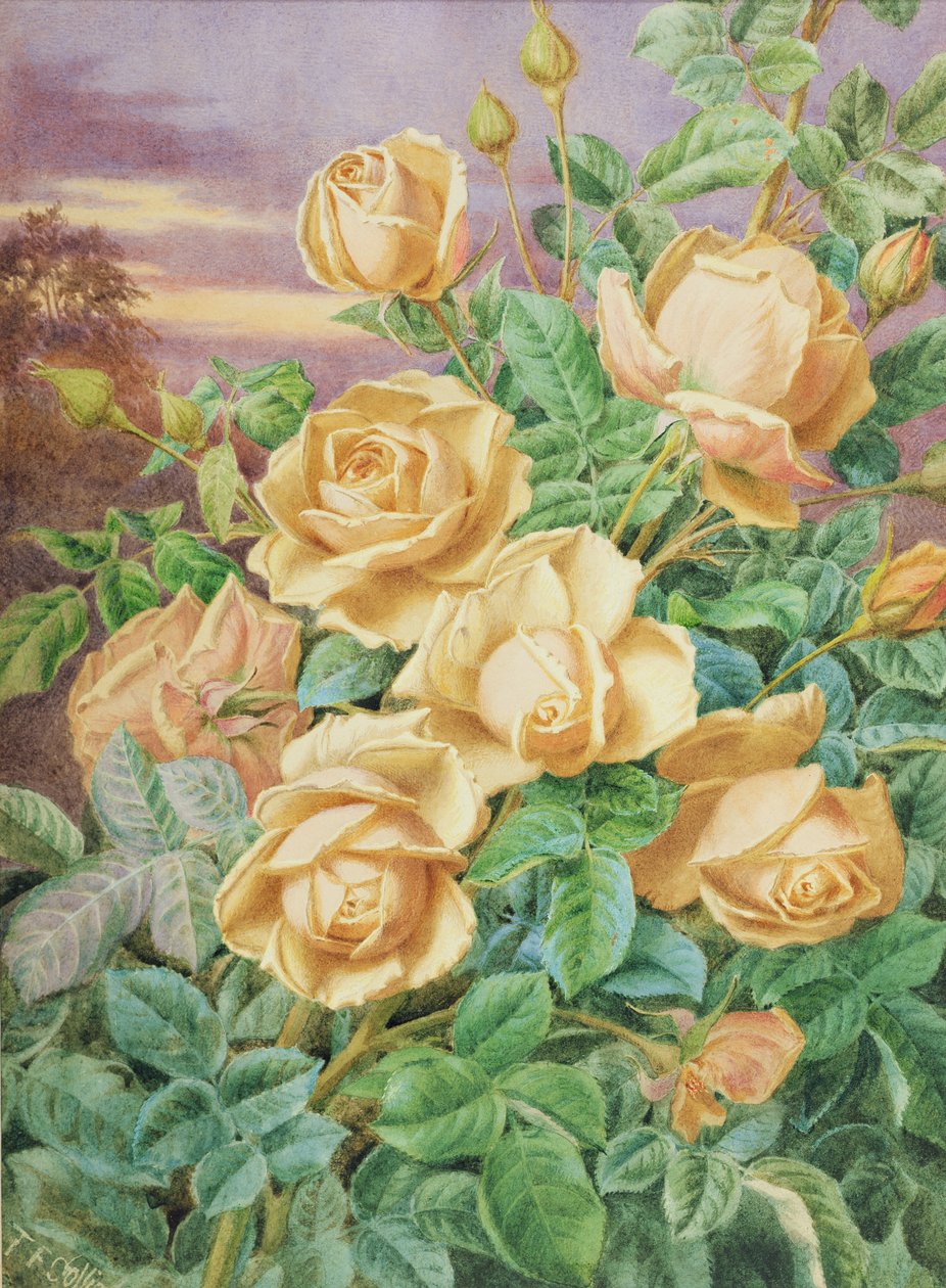 Rose gialle da Thomas Collier