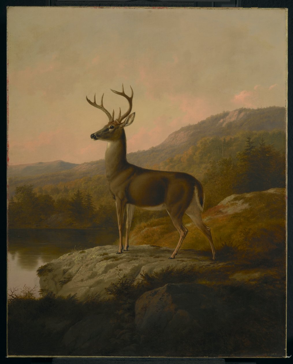 Cervo, 1855 da Thomas Hewes Hinckley