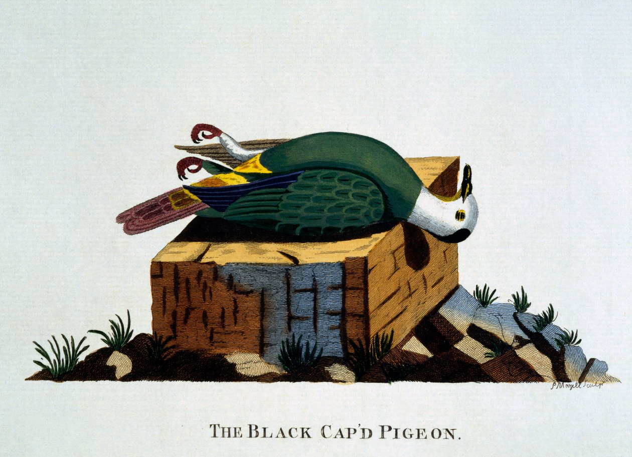 Il piccione dal cappuccio nero, da 